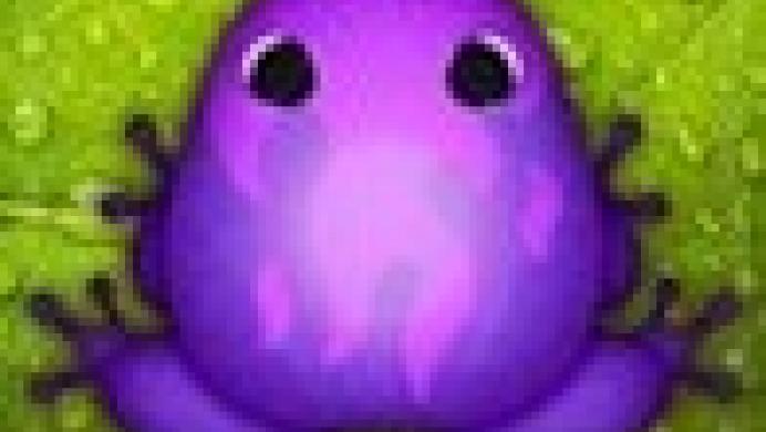 Pocket Frogs