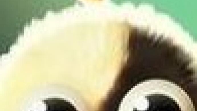 Furmins