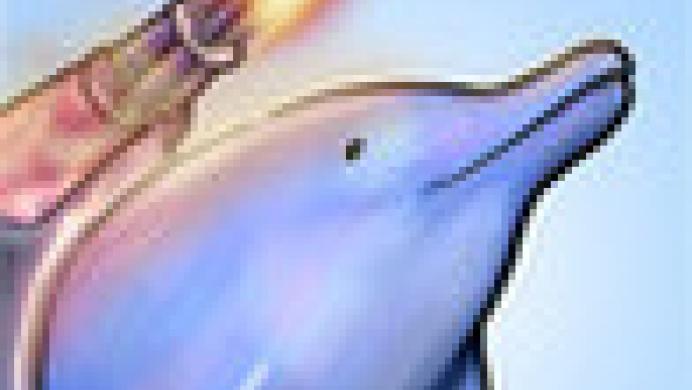 Laser Dolphin