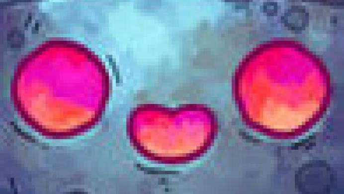 Alchademy