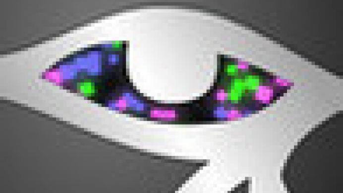Iris Synthesis
