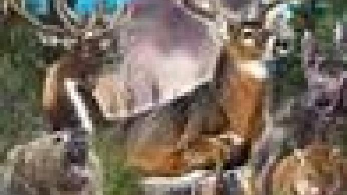 Bass Pro Shops: The Hunt - Trophy Showdown
