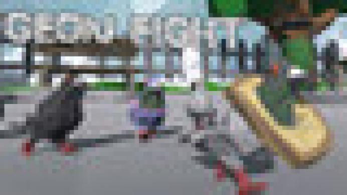 Pigeon Fight