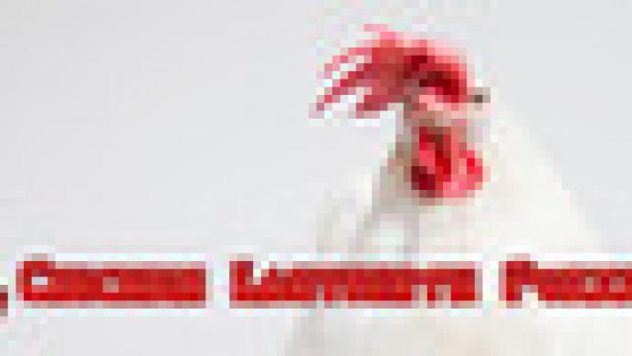 Chicken Labyrinth Puzzles