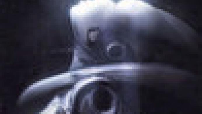 Harbinger