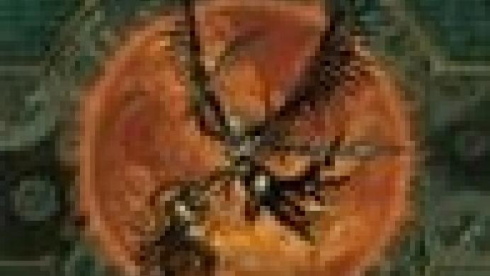 Magic: The Gathering Online
