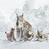 Shelter 2