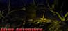 Elves Adventure